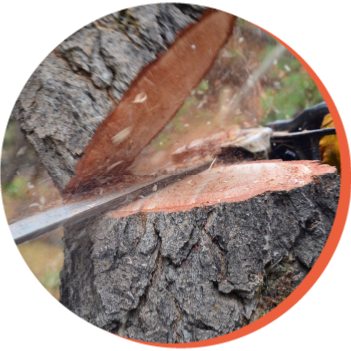 Vente en ligne de bois de chauffage